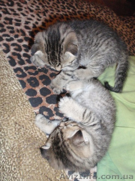 Шотландский "скотиш страйт" приглашает на вязку - <ro>Изображение</ro><ru>Изображение</ru> #7, <ru>Объявление</ru> #827160