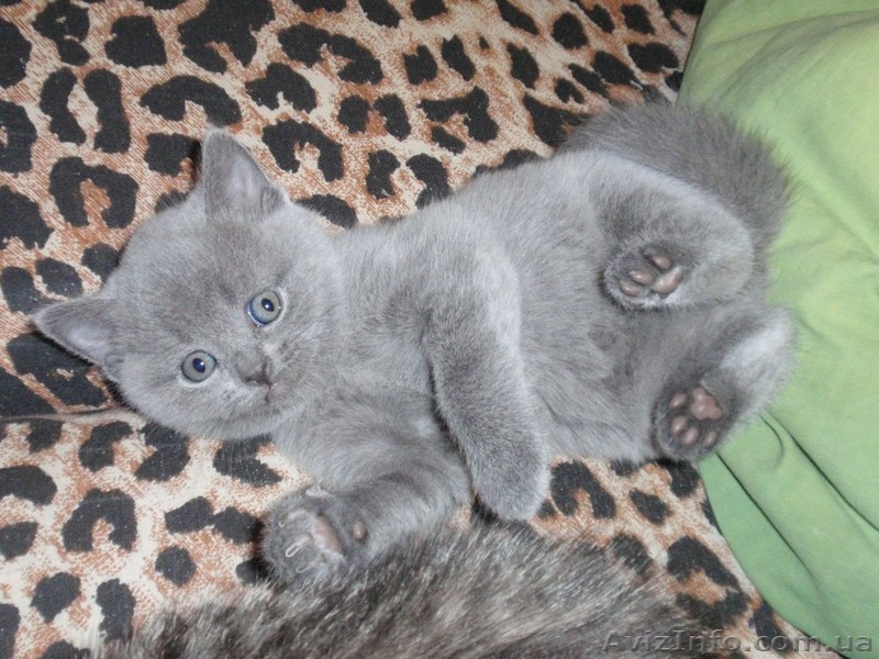 Шотландский "скотиш страйт" приглашает на вязку - <ro>Изображение</ro><ru>Изображение</ru> #10, <ru>Объявление</ru> #827160