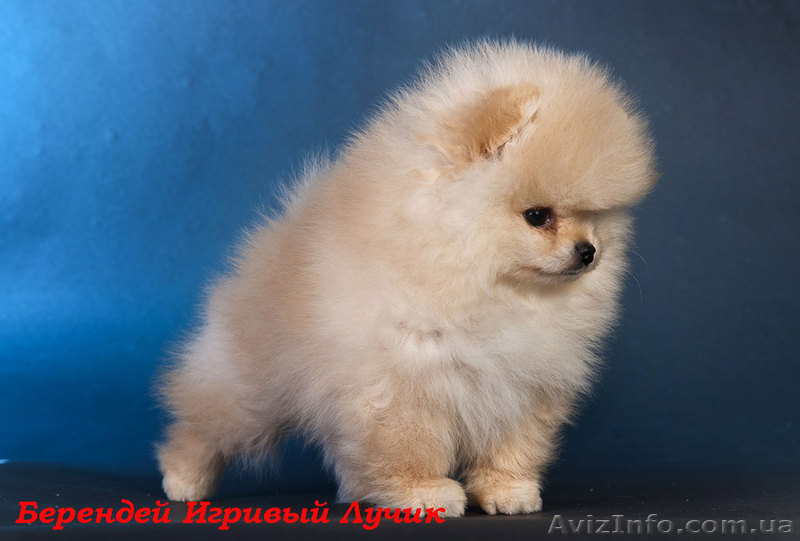 Померашки – очаровашки - <ro>Изображение</ro><ru>Изображение</ru> #3, <ru>Объявление</ru> #502801