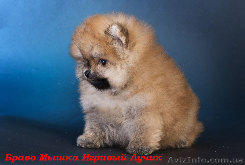 Померашки – очаровашки - <ro>Изображение</ro><ru>Изображение</ru> #4, <ru>Объявление</ru> #502801