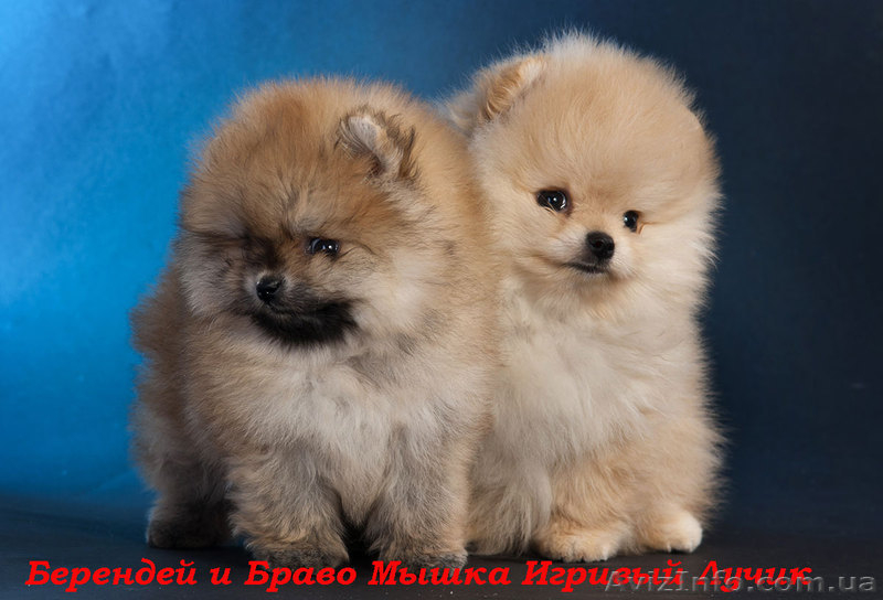 Померашки – очаровашки - <ro>Изображение</ro><ru>Изображение</ru> #1, <ru>Объявление</ru> #502801