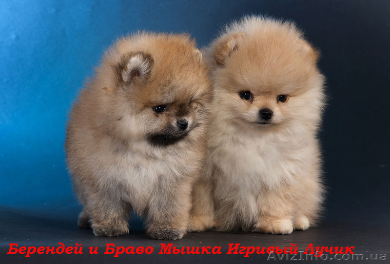 Померашки – очаровашки - <ro>Изображение</ro><ru>Изображение</ru> #5, <ru>Объявление</ru> #502801