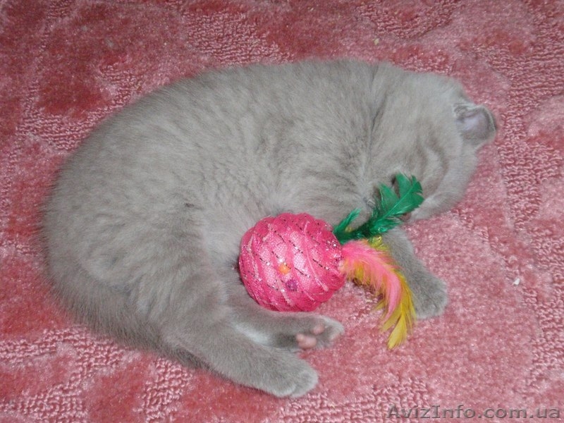 Шотландский "скотиш страйт" приглашает на вязку - <ro>Изображение</ro><ru>Изображение</ru> #8, <ru>Объявление</ru> #827160