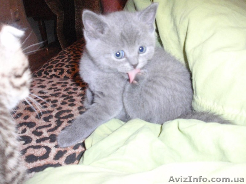 Шотландский "скотиш страйт" приглашает на вязку - <ro>Изображение</ro><ru>Изображение</ru> #9, <ru>Объявление</ru> #827160