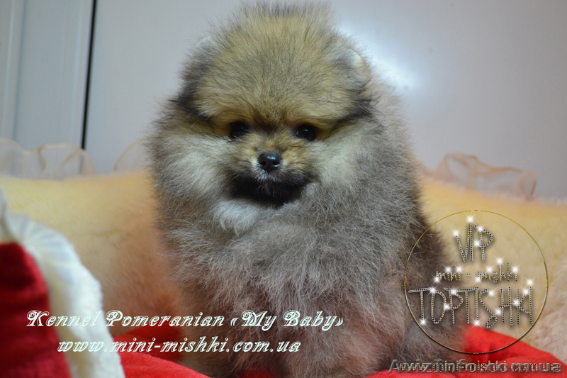 Элитные щенки померанского шпица VIP-classa, Тип-Мишки! - <ro>Изображение</ro><ru>Изображение</ru> #3, <ru>Объявление</ru> #848366