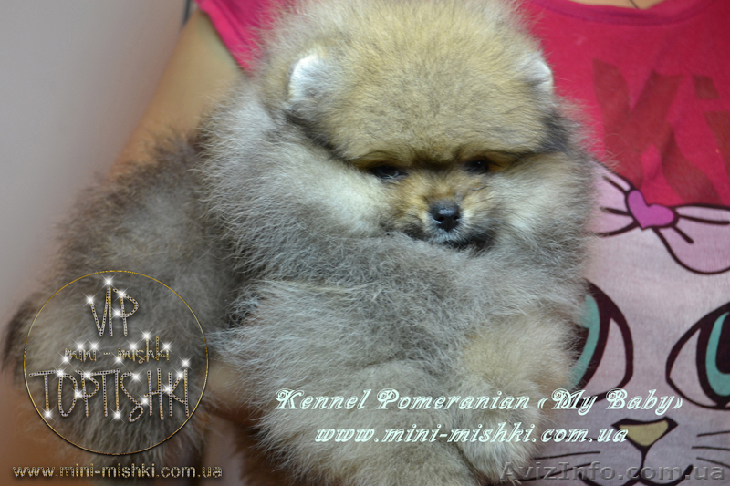 Элитные щенки померанского шпица VIP-classa, Тип-Мишки! - <ro>Изображение</ro><ru>Изображение</ru> #4, <ru>Объявление</ru> #848366