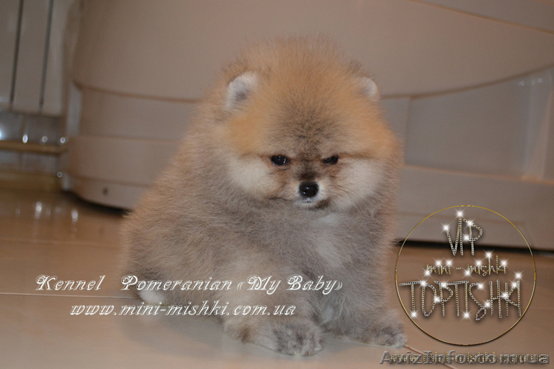 Элитные щенки померанского шпица VIP-classa, Тип-Мишки! - <ro>Изображение</ro><ru>Изображение</ru> #7, <ru>Объявление</ru> #848366