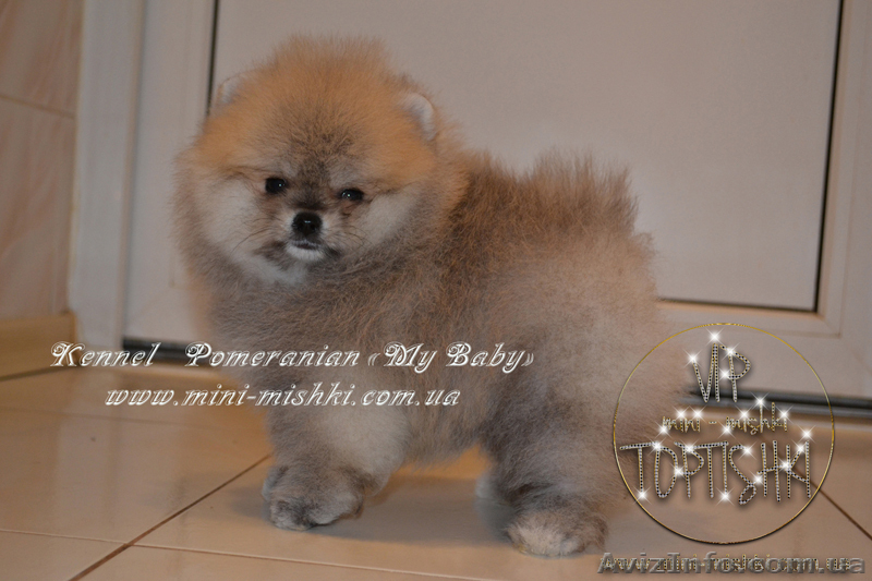 Элитные щенки померанского шпица VIP-classa, Тип-Мишки! - <ro>Изображение</ro><ru>Изображение</ru> #8, <ru>Объявление</ru> #848366