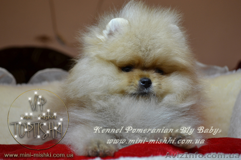 Элитные щенки померанского шпица VIP-classa, Тип-Мишки! - <ro>Изображение</ro><ru>Изображение</ru> #5, <ru>Объявление</ru> #848366