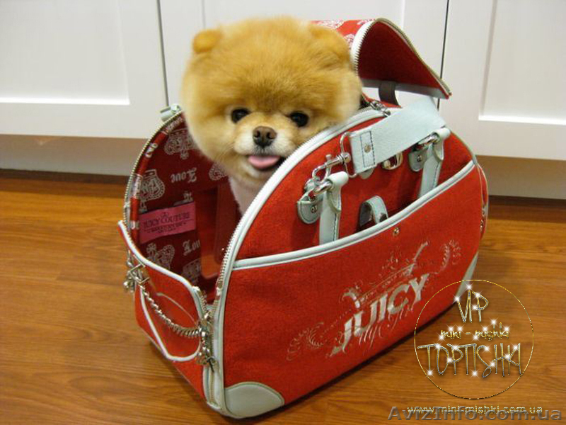 Элитные щенки померанского шпица VIP-classa, Тип-Мишки! - <ro>Изображение</ro><ru>Изображение</ru> #9, <ru>Объявление</ru> #848366