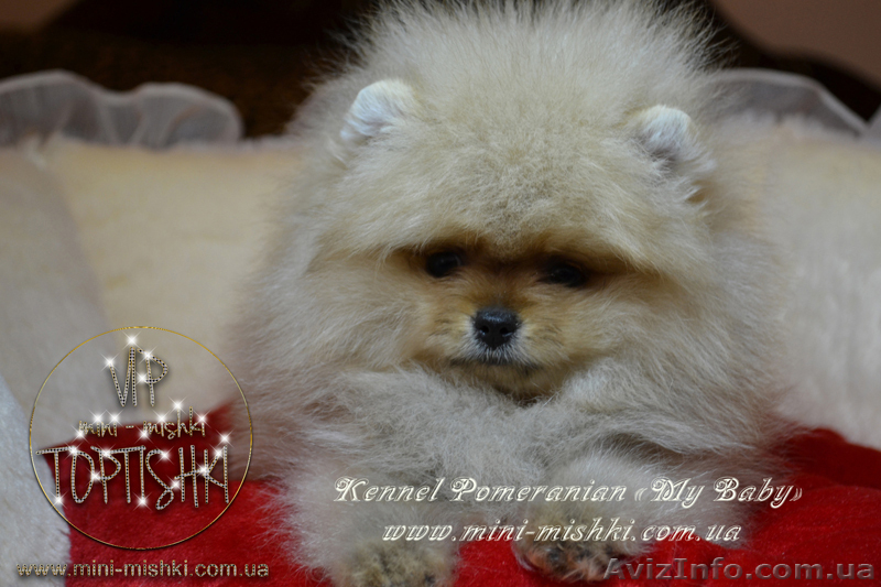Элитные щенки померанского шпица VIP-classa, Тип-Мишки! - <ro>Изображение</ro><ru>Изображение</ru> #6, <ru>Объявление</ru> #848366