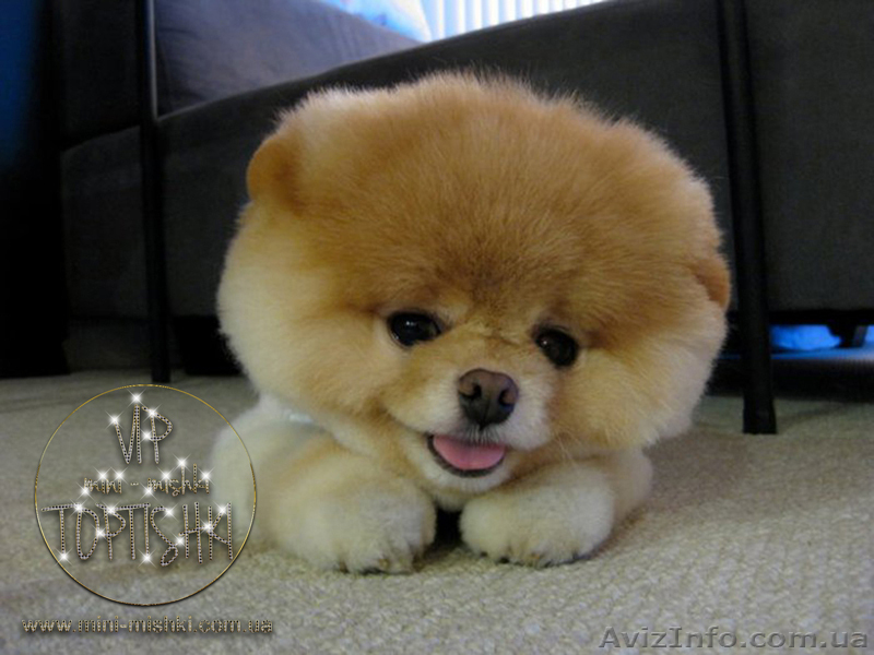 Элитные щенки померанского шпица VIP-classa, Тип-Мишки! - <ro>Изображение</ro><ru>Изображение</ru> #10, <ru>Объявление</ru> #848366