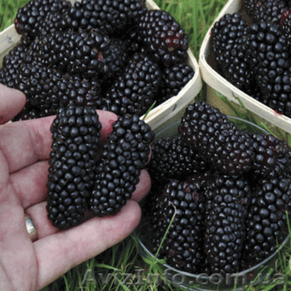 продам саженцы клубники frigo,малины - <ro>Изображение</ro><ru>Изображение</ru> #3, <ru>Объявление</ru> #843484