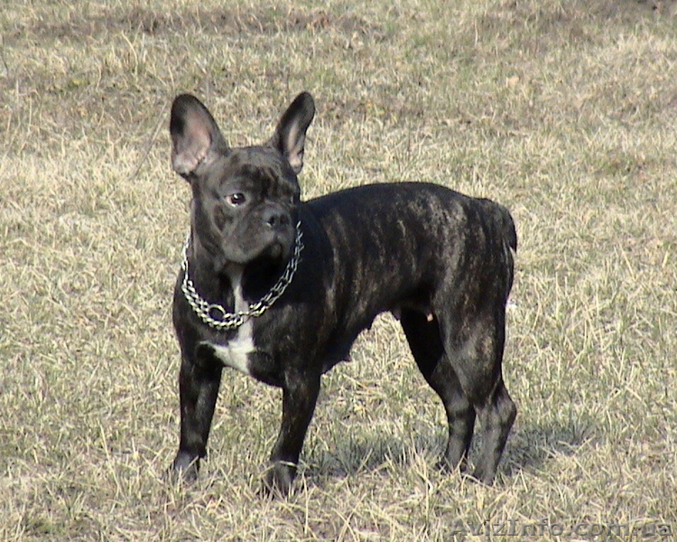 Продаются щенки французского бульдога - <ro>Изображение</ro><ru>Изображение</ru> #5, <ru>Объявление</ru> #840293