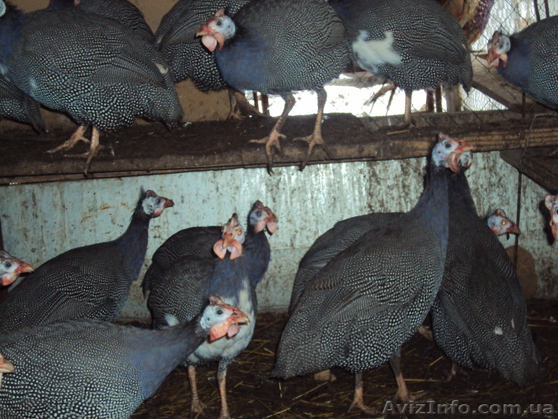 Продам  охотничьих  фазанов, цесарок - <ro>Изображение</ro><ru>Изображение</ru> #3, <ru>Объявление</ru> #661219