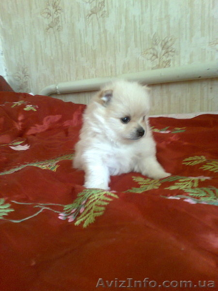 помераский шпиц - <ro>Изображение</ro><ru>Изображение</ru> #3, <ru>Объявление</ru> #848415