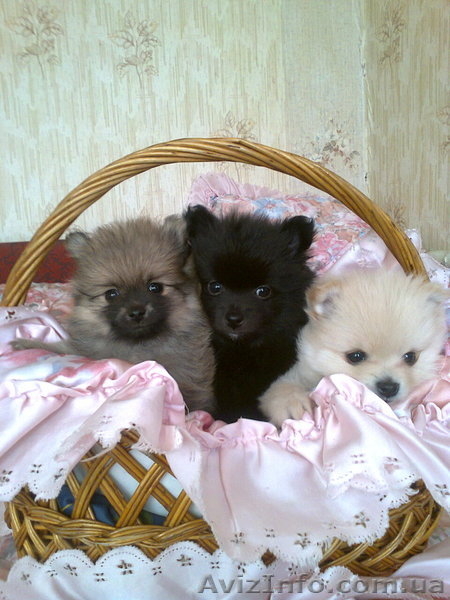 помераский шпиц - <ro>Изображение</ro><ru>Изображение</ru> #4, <ru>Объявление</ru> #848415