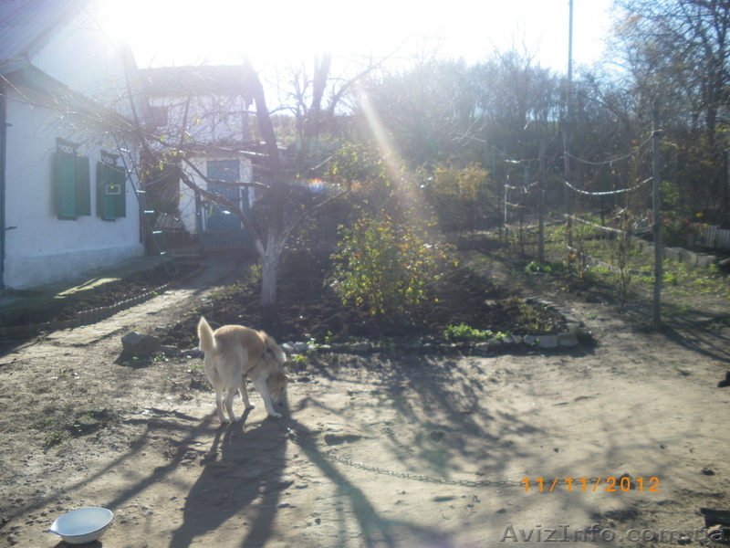 Продам дом в селе Андреевка Новомосковского района - <ro>Изображение</ro><ru>Изображение</ru> #3, <ru>Объявление</ru> #836396