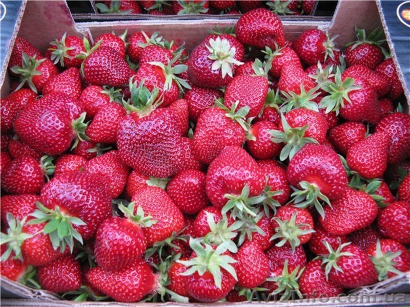 продам саженцы клубники frigo,малины - <ro>Изображение</ro><ru>Изображение</ru> #5, <ru>Объявление</ru> #843484