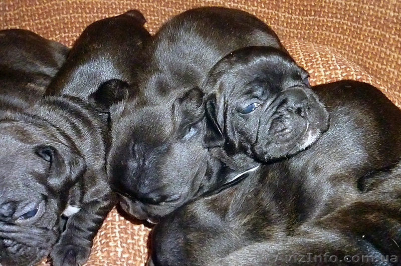 Продаются щенки французского бульдога - <ro>Изображение</ro><ru>Изображение</ru> #3, <ru>Объявление</ru> #840293