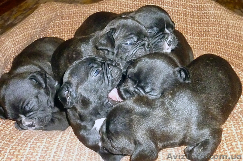 Продаются щенки французского бульдога - <ro>Изображение</ro><ru>Изображение</ru> #4, <ru>Объявление</ru> #840293