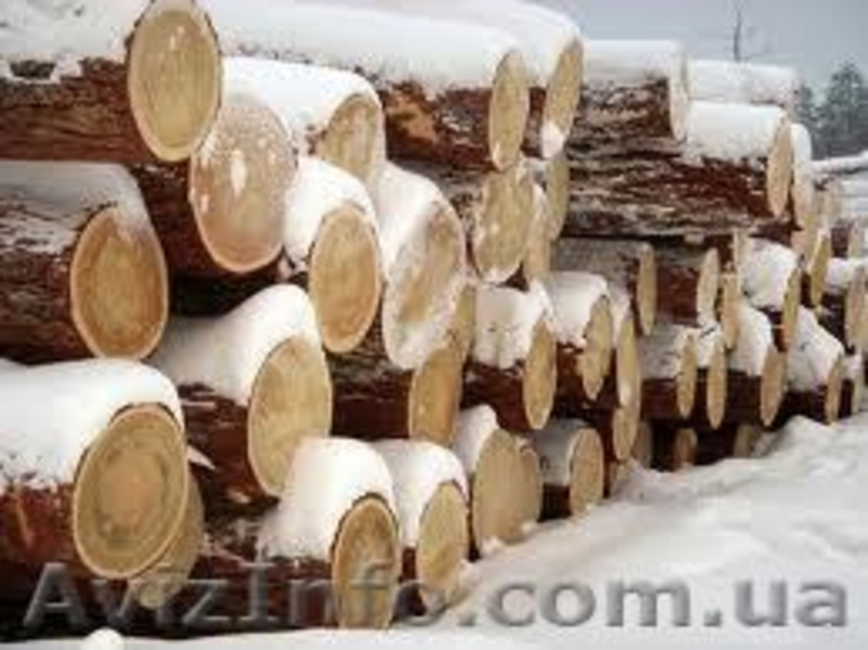 Сибирская лиственница Днепропетровск - <ro>Изображение</ro><ru>Изображение</ru> #5, <ru>Объявление</ru> #857889