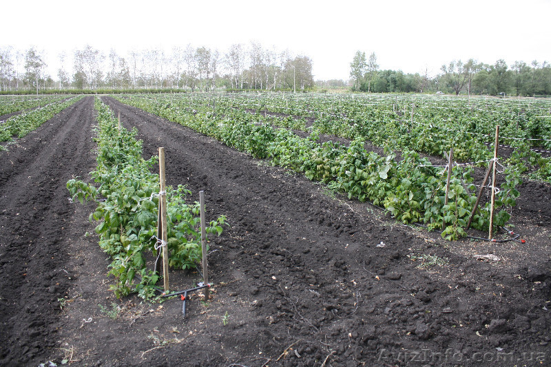 малина ремонтантная - <ro>Изображение</ro><ru>Изображение</ru> #3, <ru>Объявление</ru> #864190