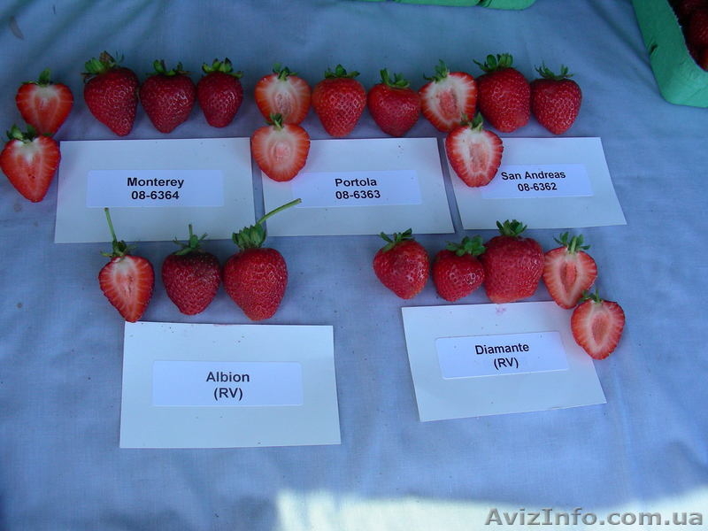 Купить рассаду клубники Портола (Portola) - <ro>Изображение</ro><ru>Изображение</ru> #3, <ru>Объявление</ru> #871493