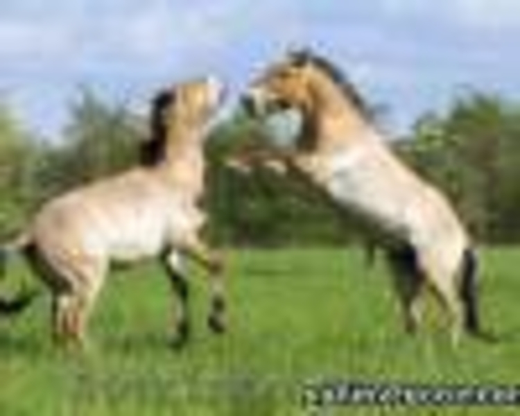 Туры выходного дня из Днепропетровска - <ro>Изображение</ro><ru>Изображение</ru> #3, <ru>Объявление</ru> #887702