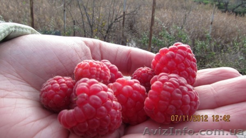 Саженцы и  рассада малины   разных сортов. - <ro>Изображение</ro><ru>Изображение</ru> #4, <ru>Объявление</ru> #401914