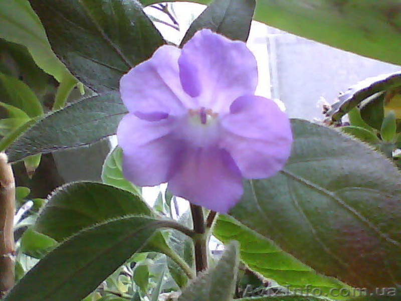 Продам Ruellia caroliniensis - <ro>Изображение</ro><ru>Изображение</ru> #2, <ru>Объявление</ru> #877992