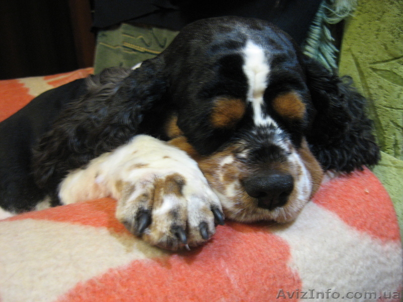 Америкашки-очаровашки будут рады знакомству с Вами! - <ro>Изображение</ro><ru>Изображение</ru> #3, <ru>Объявление</ru> #884107