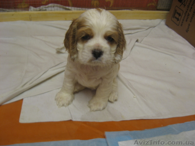 Америкашки-очаровашки будут рады знакомству с Вами! - <ro>Изображение</ro><ru>Изображение</ru> #5, <ru>Объявление</ru> #884107