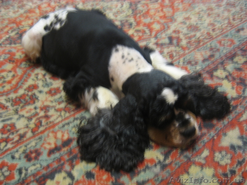 Америкашки-очаровашки будут рады знакомству с Вами! - <ro>Изображение</ro><ru>Изображение</ru> #4, <ru>Объявление</ru> #884107