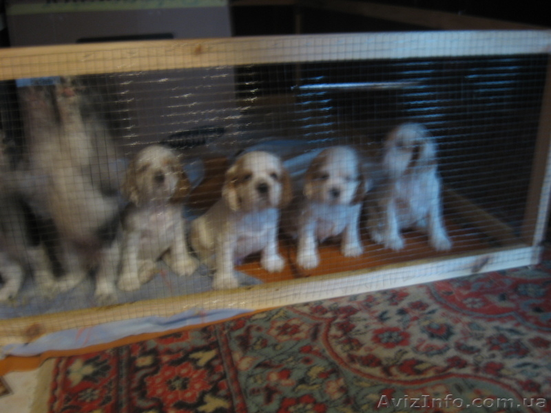 Америкашки-очаровашки будут рады знакомству с Вами! - <ro>Изображение</ro><ru>Изображение</ru> #6, <ru>Объявление</ru> #884107