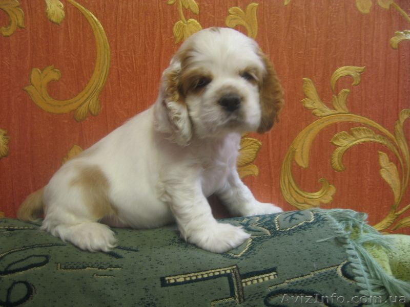 Америкашки-очаровашки будут рады знакомству с Вами! - <ro>Изображение</ro><ru>Изображение</ru> #7, <ru>Объявление</ru> #884107