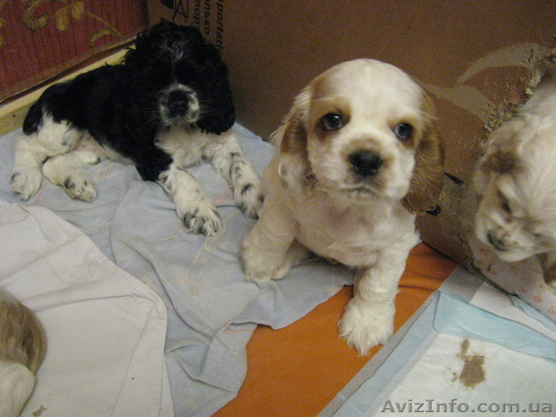 Америкашки-очаровашки будут рады знакомству с Вами! - <ro>Изображение</ro><ru>Изображение</ru> #8, <ru>Объявление</ru> #884107