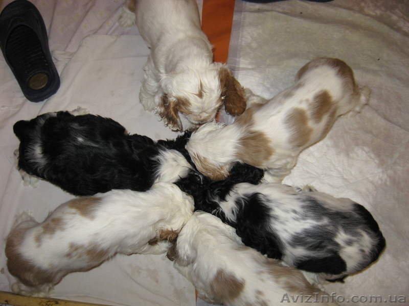 Америкашки-очаровашки будут рады знакомству с Вами! - <ro>Изображение</ro><ru>Изображение</ru> #9, <ru>Объявление</ru> #884107