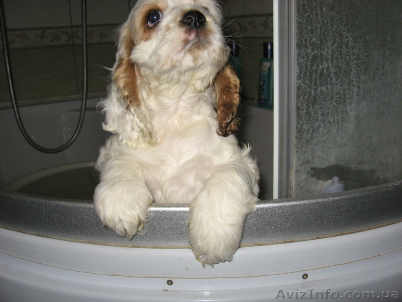 Америкашки-очаровашки будут рады знакомству с Вами! - <ro>Изображение</ro><ru>Изображение</ru> #10, <ru>Объявление</ru> #884107