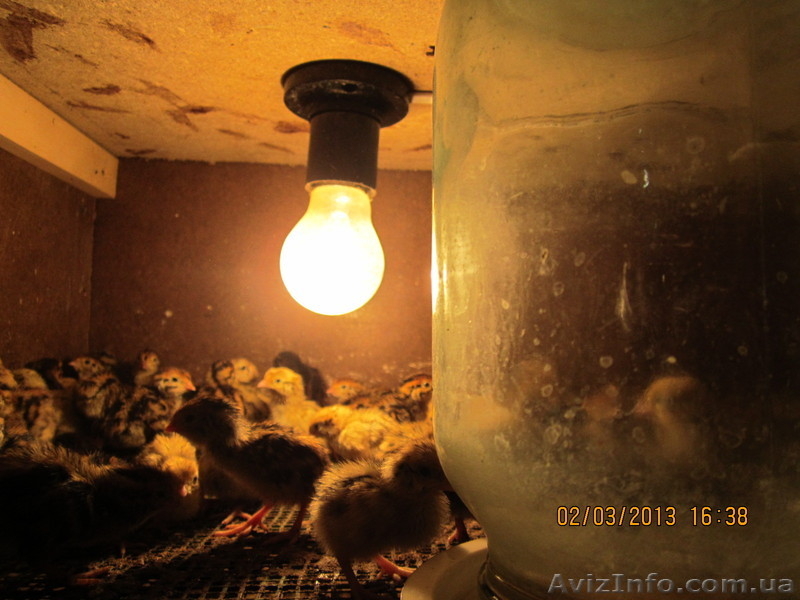 перепёлки продам - <ro>Изображение</ro><ru>Изображение</ru> #3, <ru>Объявление</ru> #876522