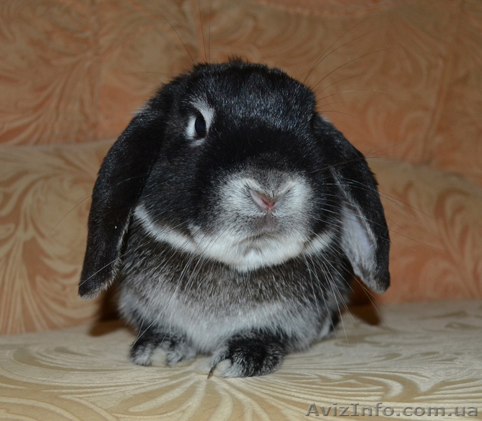Продам ВИСЛОУХОГО КРОЛИКА! - <ro>Изображение</ro><ru>Изображение</ru> #3, <ru>Объявление</ru> #887639