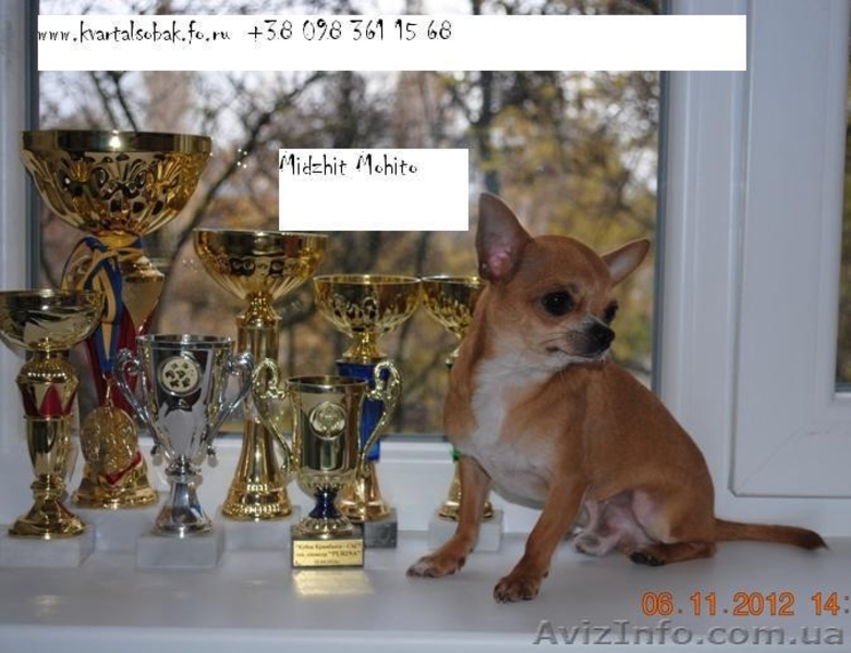 Кобель для вязки чихуахуа , вязка чихуахуа  - <ro>Изображение</ro><ru>Изображение</ru> #5, <ru>Объявление</ru> #878676