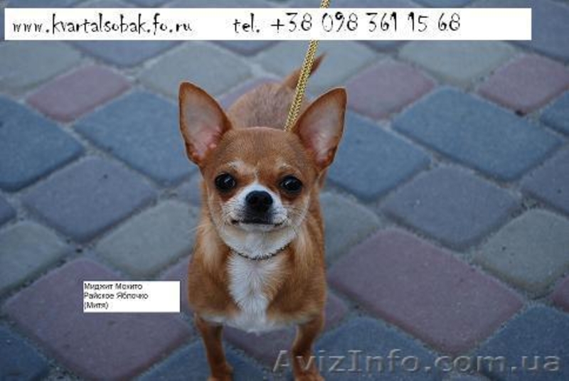 Кобель для вязки чихуахуа , вязка чихуахуа  - <ro>Изображение</ro><ru>Изображение</ru> #3, <ru>Объявление</ru> #878676
