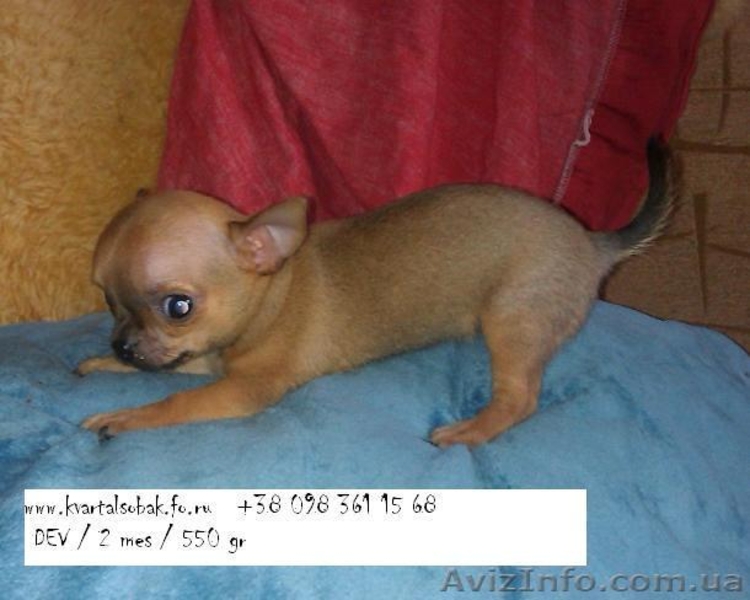 Маленькие собаки чихуа хуа  , продажа щенков ,собака чихуахуа мини девочка  - <ro>Изображение</ro><ru>Изображение</ru> #3, <ru>Объявление</ru> #878673