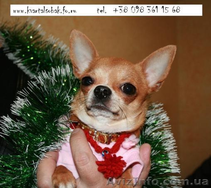 Кобель для вязки чихуахуа , вязка чихуахуа  - <ro>Изображение</ro><ru>Изображение</ru> #4, <ru>Объявление</ru> #878676