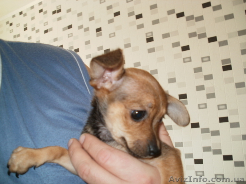 Той-терьера   щенки - <ro>Изображение</ro><ru>Изображение</ru> #3, <ru>Объявление</ru> #799807
