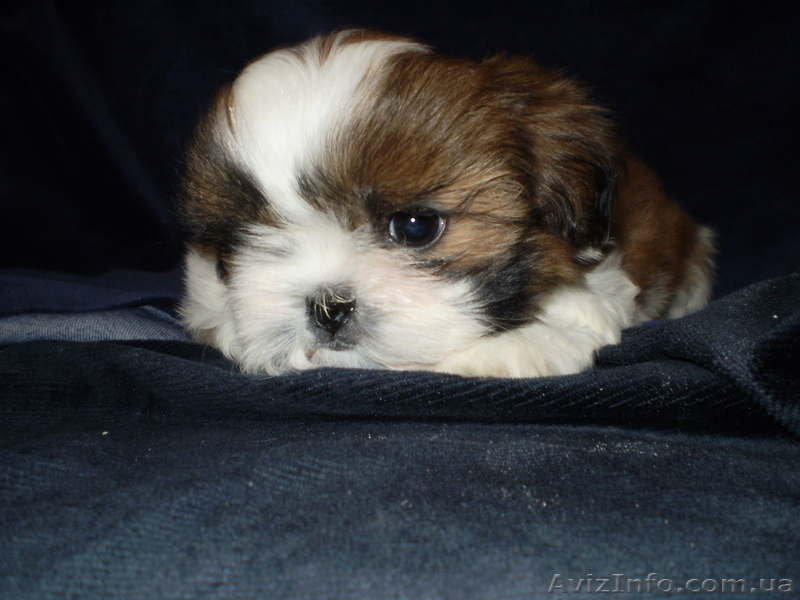 Щеночки ши-тцу с документами КСУ - <ro>Изображение</ro><ru>Изображение</ru> #3, <ru>Объявление</ru> #876530