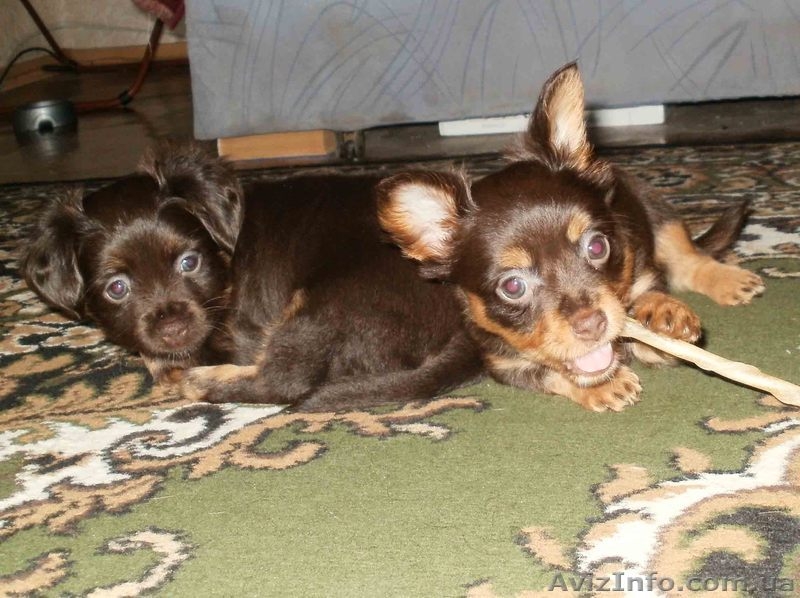 Той-терьера длинношерстного щенки - <ro>Изображение</ro><ru>Изображение</ru> #3, <ru>Объявление</ru> #883236