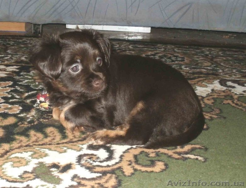 Той-терьера длинношерстного щенки - <ro>Изображение</ro><ru>Изображение</ru> #4, <ru>Объявление</ru> #883236