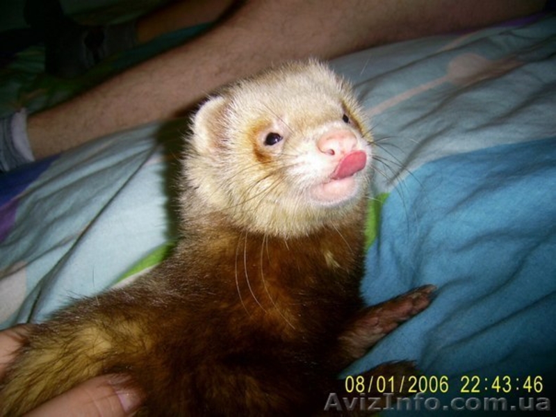 приглашаем дам на вязку - <ro>Изображение</ro><ru>Изображение</ru> #4, <ru>Объявление</ru> #890660